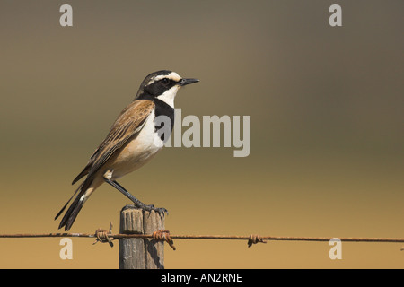 Steinschmätzer (Oenanthe Pileata), sitzt auf einem Stapel, Südafrika, De Hoop Nature Reserve begrenzt Stockfoto