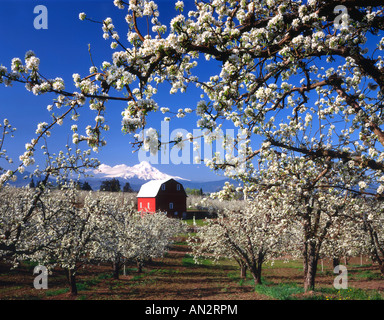 USA, Oregon, Hood River Valley, Birnengarten in voller Blüte rote Scheune und Mt. Hood einrahmen. Stockfoto