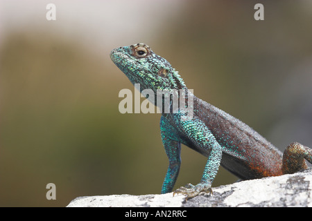 Southern-Rock Agama, South African Rock Agama (Agama Atra), Portrait eines Mannes, Südafrika Stockfoto