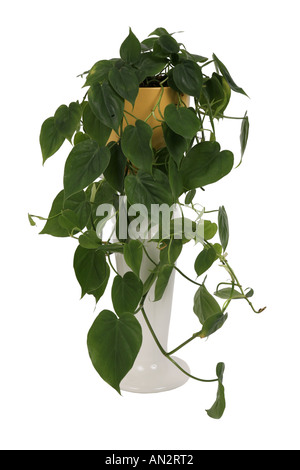 Hartleaf Philodendron (Philodendron Scandens), Topfpflanze auf Spalte Werk Stockfoto