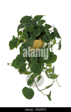 Hartleaf Philodendron (Philodendron Scandens), Topfpflanze auf Spalte Werk Stockfoto