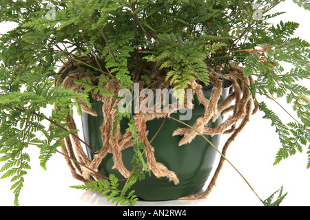 Hares Fuß Farn, Hasen Fuß Fern des Kaninchens Fuß Farn (Davallia Bullatus), Wurzeln Stockfoto