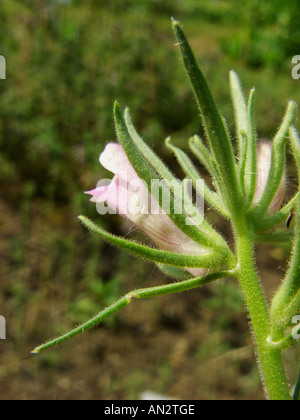 geringerem Snapdragon (Misopates Orontium), Blume Stockfoto