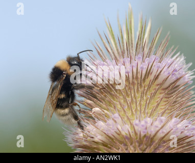 Bumble Bombus Bienenarten Nahrungssuche in der rosa lila Blümchen auf die Blüte von einer Karde Stockfoto