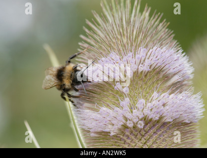Bumble Bombus Bienenarten Nahrungssuche in der rosa lila Blümchen auf die Blüte von einer Karde Stockfoto