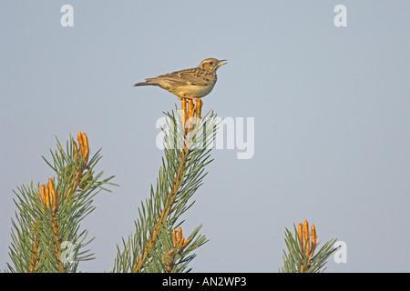 Heidelerche oder Holz Lerche Lullula Arborea Erwachsenen singen in Föhren Surrey England Mai Stockfoto