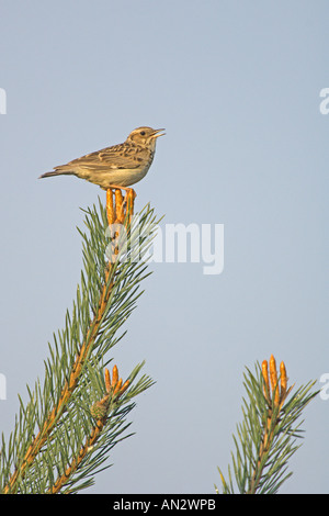 Heidelerche oder Holz Lerche Lullula Arborea Erwachsenen singen in Föhren Surrey England Mai Stockfoto