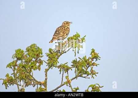 Heidelerche oder Holz Lerche Lullula Arborea Erwachsenen singen in Eiche kann Baum Surrey England Stockfoto