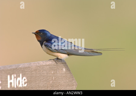 Rauchschwalbe Hirundo Rustica Erwachsenen Natur Reservat Zeichen Minsmere RSPB reserve Suffolk England Mai gehockt Stockfoto