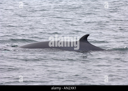 Zwergwal Balaenoptera Acutorostrata Erwachsenen auftauchen in der Nähe von Insel Eigg Schottland Juni Stockfoto