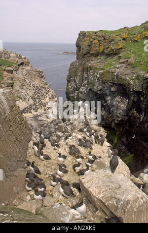 Gemeinsamen Guillemot Uria Aalge Brutkolonie Harfe Rock Isle Lunga Treshnish Inseln Schottlands Juni Stockfoto