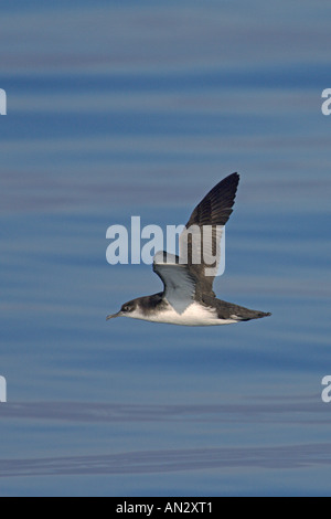 Manx Shearwater Puffinus Puffinus im Flug über ruhige See in der Nähe von Isle of Staffa Treshnish Isles Scotland Juni Stockfoto