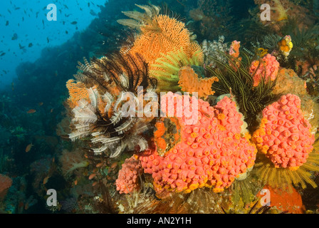 Riff-malerisch mit bunten Korallen und Seelilien Nationalpark Komodo Indonesien Stockfoto
