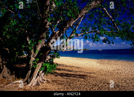 Sand Strand, Les Salines Strand Plage de Salines, Stadt, Sainte-Anne Sainte-Anne, Martinique, Französisch Westindien Stockfoto