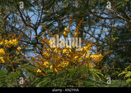Nahaufnahme von Blumen aus gelben Poinciana Baum Peltophorum pterocarpum Stockfoto