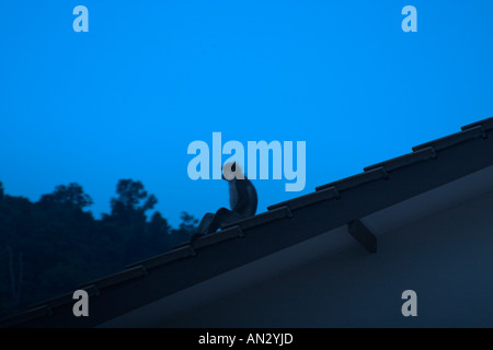 einsamer Affe sitzt auf dem Dach Stockfoto