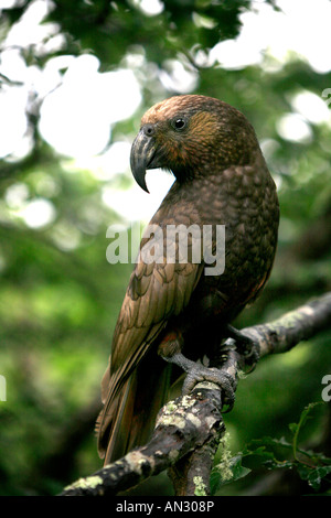 Kaka Papagei Great Barrier Island Neuseeland Stockfoto