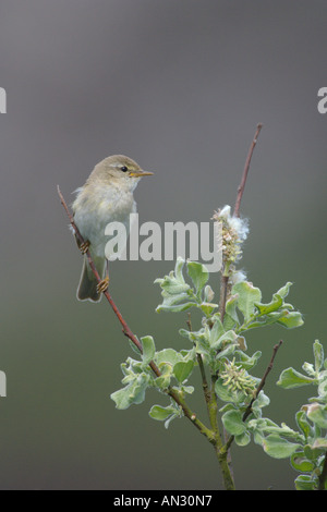 Willow Warbler Phylloscopus Trochilus Sommer Erwachsene in Weidenbaum Insel Colonsay Schottland Juni Stockfoto