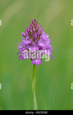 Pyramidenförmige Orchidee Anacamptis Pyramidalis in Wildblumenwiese Wilden Bedfordshire Juli Stockfoto