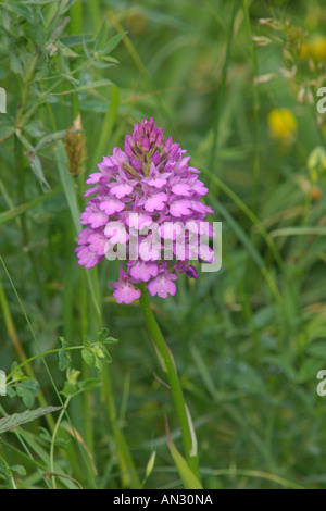 Pyramidenförmige Orchidee Anacamptis Pyramidalis in Wildblumenwiese Wilden Bedfordshire Juli Stockfoto
