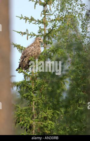 Weiß-angebundene Adler Haliaeetus Horste unreifen 2. Jahr in Fichte Finnland Juni Vogel sitzend Stockfoto