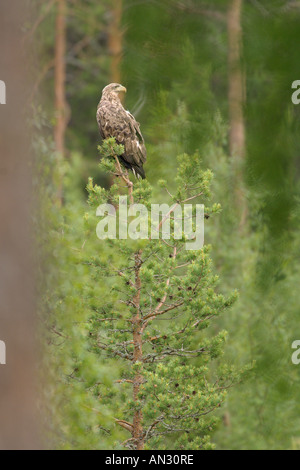 Weiß-angebundene Adler Haliaeetus Horste unreifen 2. Jahr Vogel in Föhren Finnland Juni sitzend Stockfoto