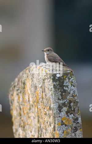 Spotted Flycatcher Muscicapa Striata Erwachsenen auf alten verwitterten Grabstein in Kirchhof Bedfordshire England Juli thront Stockfoto