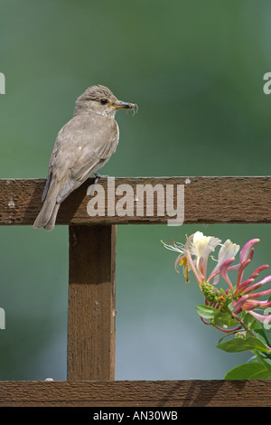 Spotted Flycatcher Muscicapa Striata Erwachsene Garten Spalier mit Wirbellosen Beute Bedfordshire England Juli Stockfoto