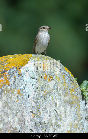 Spotted Flycatcher Muscicapa Striata Erwachsenen auf alten verwitterten Grabstein in Kirchhof Bedfordshire England Juli thront Stockfoto