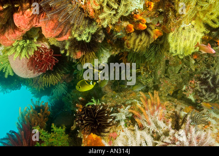 Riff malerisch mit bunten Seelilien Nationalpark Komodo Indonesien Stockfoto