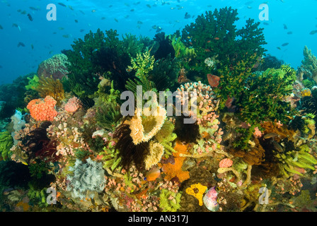 Riff malerisch mit bunten Seelilien Nationalpark Komodo Indonesien Stockfoto
