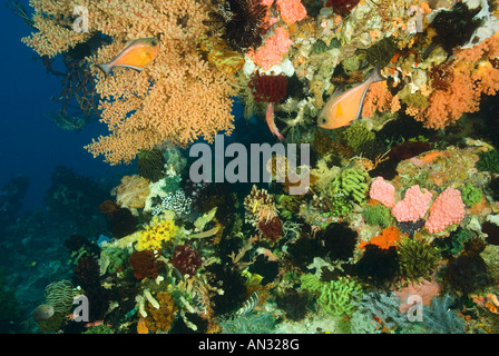 Riff malerisch mit bunten Seelilien Nationalpark Komodo Indonesien Stockfoto