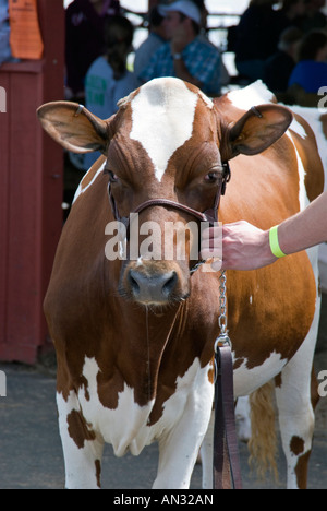 4H Livestock Show in Dutchess County Fair in Rhinebeck NY Stockfoto