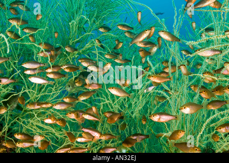 Spotnape cardinalfishes Apogon notatus Zuflucht im Inneren des blackcoral Zweige Rincha Insel Komodo National Park Indonesien Stockfoto