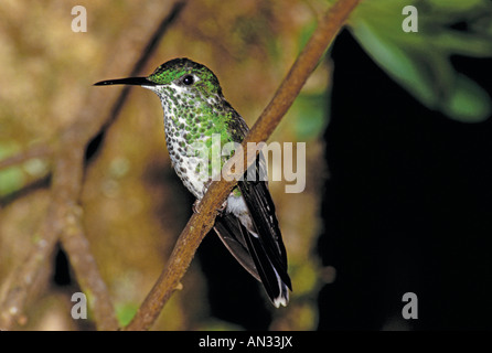 Grün-gekrönter brillante Heliodoxa Jacula Monte Verde COSTA RICA März Erwachsene weibliche Trochilidae Stockfoto