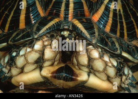 Zelt Schildkröte Psammobates Tentorius zurückgezogen in Shell endemische Vegetation der Karoo in Südafrika Stockfoto