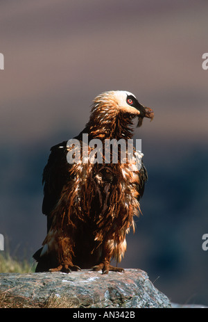 Bartgeier Bartgeier sollten Barbatus, die Erwachsenen nur in Ocker getaucht Schlamm gefährdet Drakensberge Südafrika Stockfoto