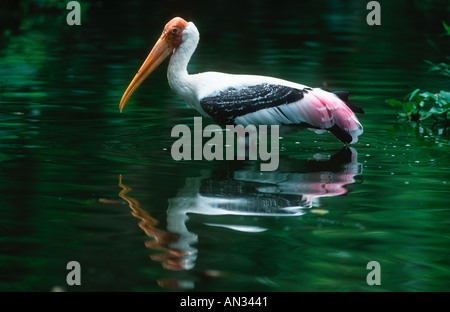 Bemalte Storch Ibis Leucocephalus Kanha National Park Madhya Pradesh Indien Asien Stockfoto