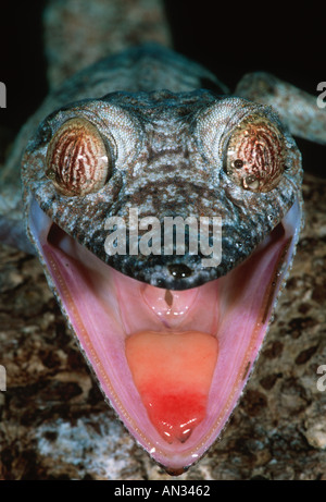 Blatt-tailed Gecko Uroplatus Fimbriatus zeigt roten Mund Wenn alarmiert Madagaskar Stockfoto
