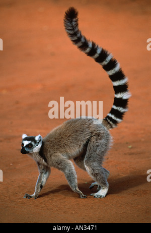 Ring-tailed Lemur Lemur Catta Süd-Madagaskar Stockfoto