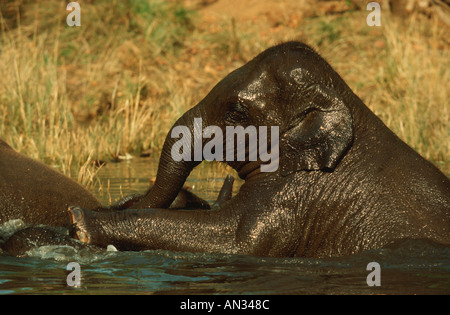 Indische Elefanten Elephus Maximus asiatischen Elefanten spielen im Wasser Kahna Nationalpark Indien Stockfoto