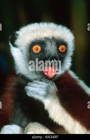 Sifaka Coquerels Propithecus Verreauxi Coquereli lecken Hand nordwestlichen Madagaskar Madagaskar Stockfoto