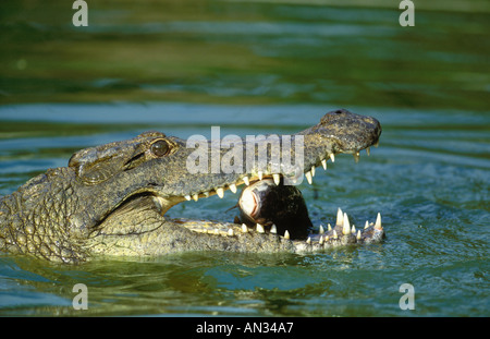 Nil-Krokodil Crocodylus Niloticus Fische sind gemeinsame Essen und schluckte Kopf erste Afrika Stockfoto