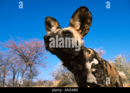 Afrikanischer wilder Hund LYKAON Pictus Porträt von Erwachsenen bedrohter Sub-Sahara-Afrika Stockfoto