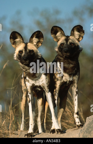 Afrikanischer wilder Hund LYKAON Pictus Endangered Sub-Sahara-Afrika Stockfoto