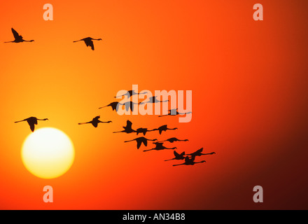 Größere Flamingo Phoenicopterus Ruber In der Silhouette gegen Sonnenuntergang sind Filtern Feeder Krebstiere Algen Afrika Stockfoto