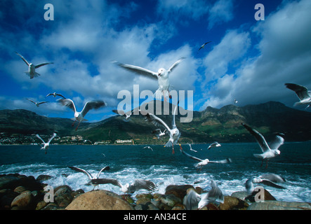 Hartlaubs Möve Larus Hartlaubii gemeinsamen Wohnsitz in Cape Coast Westküste Südafrika Stockfoto