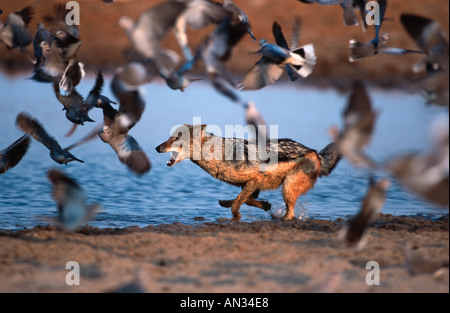 Schwarzer Schakal Canis Mesomelas Jagd Tauben am Wasserloch Etosha Nationalpark Namibia südlichen Ostafrika gesichert Stockfoto