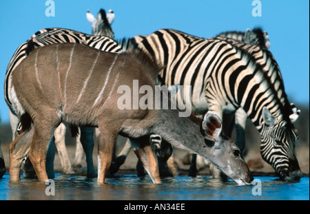 Kudu Tragelaphus Strepsiceros weiblich und trinken am Wasserloch Etosha Nationalpark Namibia Süd Ost-Afrika zebra Stockfoto