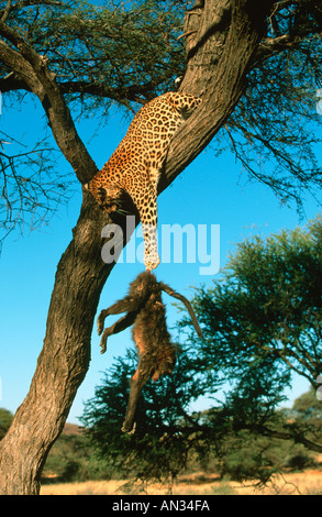 Leoparden Panthera Pardus mit Pavian töten im Baum Afrika, Fernost South East Asia Stockfoto